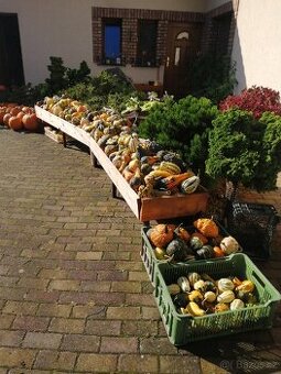 Okrasné a halloweenské dýně