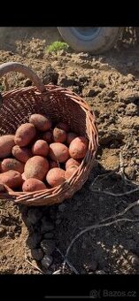 Brambory na prodej - na uskladnění