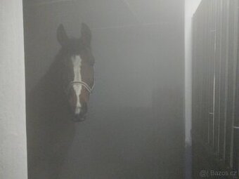 Solné terapie pro koně