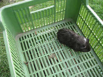 Morčata k chovu a na mazlení