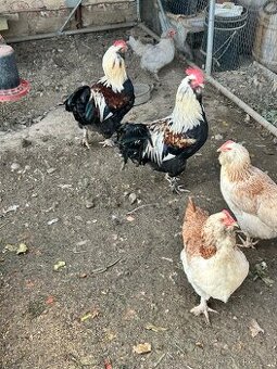 Kohout Faverolka Velká Lososová