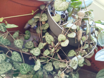 Svícník - pokojová rostlina