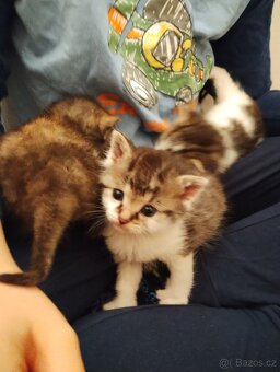 Opuštěné kotě, kocourek