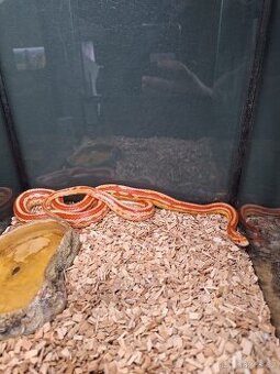 Užovka červená (Amel Tessera) – samička 2 roky