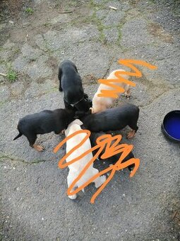 Štěňata křížence