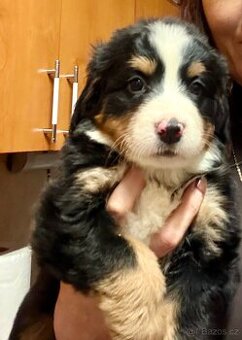 Bernský salašnický pes - štěňátko