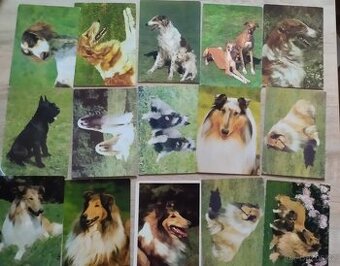 Pohlednice psů, pohledy psů,pes.