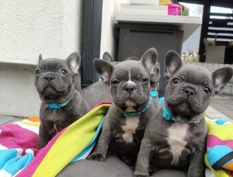 Francouzský buldoček