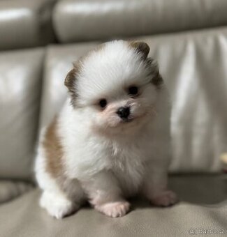 Pomeranian s PP ( FCI) -