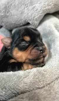 Jorkšírský terier, štěňátka s PP FCI