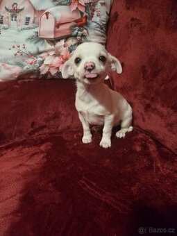 ČIVAVA KRÁTKOSRSTÁ