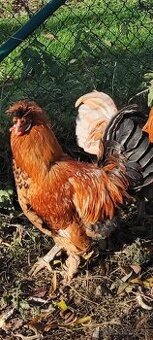 Kohouti - Pavlovská slepice