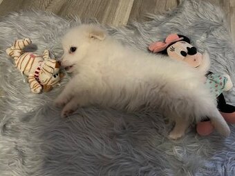 Jorkšírský teriér