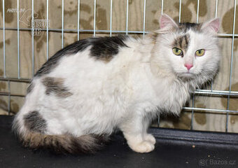 Našel se kocour v Kališti u Lipí