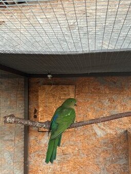 Papoušek královský