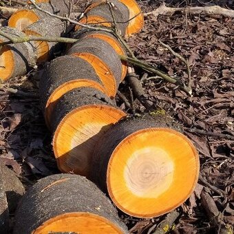 Kmen Višen či kousky pro kutily + ořech