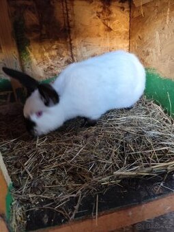 Vídeňský bylí a Kalač