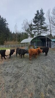 KOUPÍM zástavové býčky