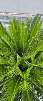 Klenot zahrad i domácností CYKAS