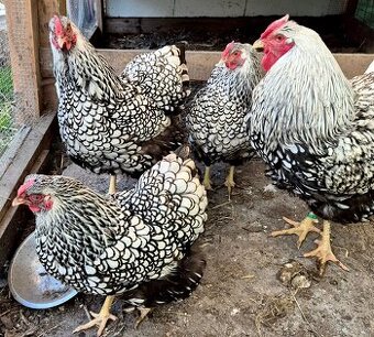 Násadová vejce Wyandotka velká stříbrná černě lemovaná