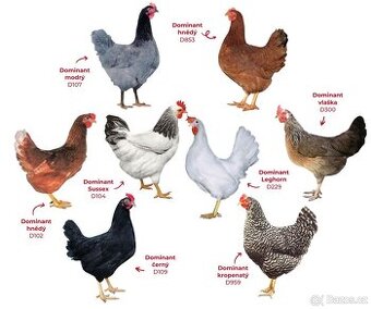 Barevné kuřice na snášku DOMINANT / INTEGRA
