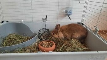 Zakrslí králíček