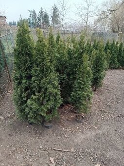Thuja Smaragd