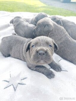 Cane corso štěňátka modrá bez PP