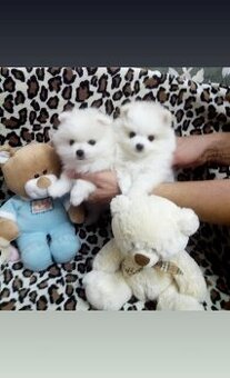Pomeranian - 1