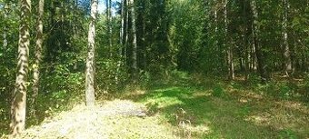 Pronájem lesa k stanování, včelaření, atd... Jen 1.000 Kč. - 1