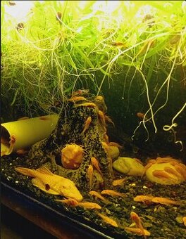ANCISTRUS - DARUJI