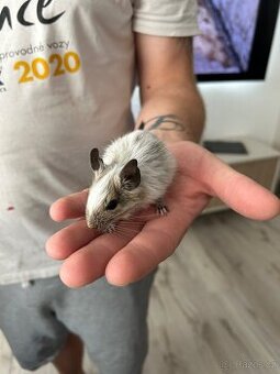 Osmak degu
