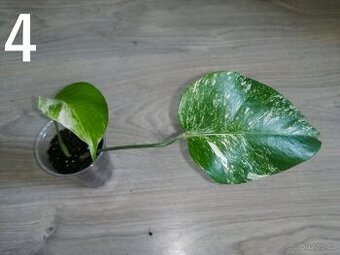 Monstera Deliciosa Albo variegata