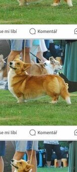 Corgi pembroke