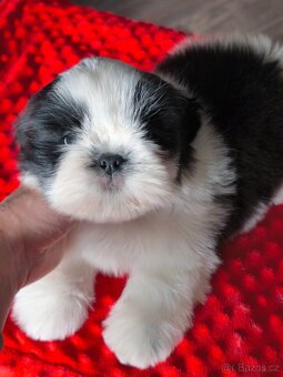 Štěňátka Shih-tzu s PP(shi-tzu, shihtzu)