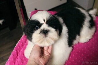 Štěňátka Shih-tzu s PP(shi-tzu, shihtzu)