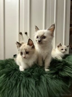 Ragdoll