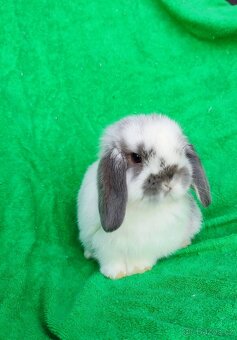 Minilop zakrslý beránek mini