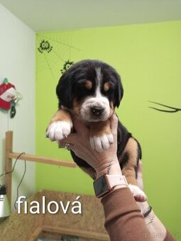 Velký švýcarský salašnický pes s PP