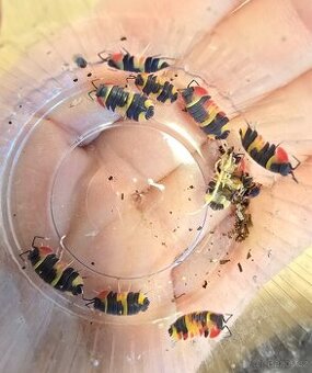 Ardentiella sp tricolor