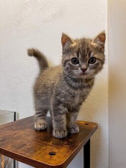 Britská krátkosrstá kočka