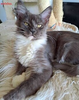 Koťátka mainské mývalí