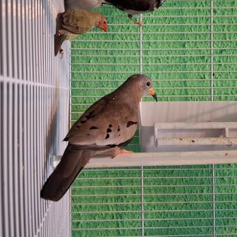 holoubek zlatozobý samec