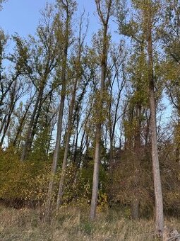 Prodej lesního pozemku v k.ú. Sány