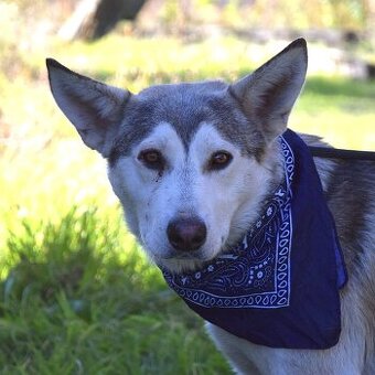 🐶✨ Leoandro – milý gentleman, který čeká na svou rodinu ✨