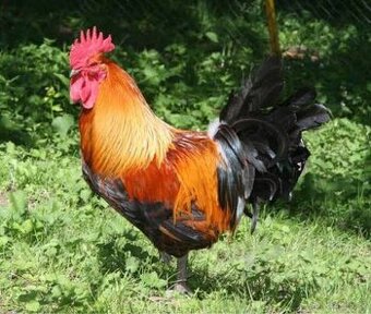 Kuřata české zlaté kropenky