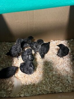 Ayam cemani- kuřata