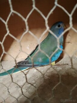 Neofema modrohlava - 1