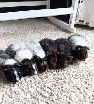 Morče US Teddy / morčata 3x samec 3x samička - 1