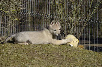 Československý vlčák štěňata kluci s PP